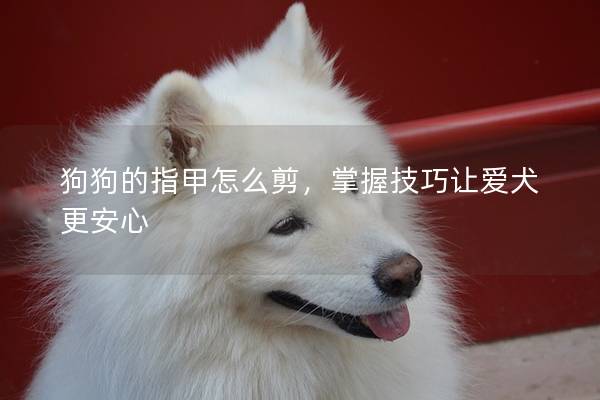 狗狗的指甲怎么剪，掌握技巧讓愛犬更安心