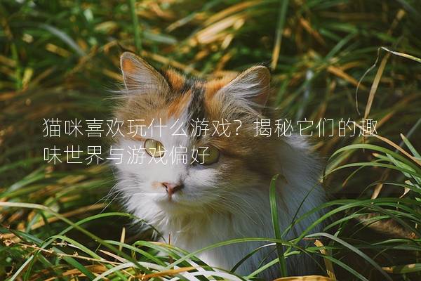 貓咪喜歡玩什么游戲？揭秘它們的趣味世界與游戲偏好