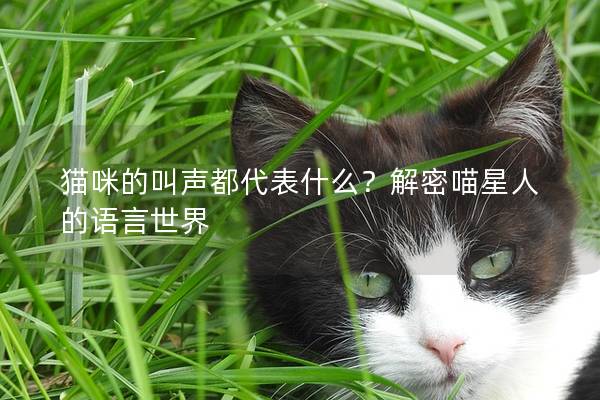 貓咪的叫聲都代表什么？解密喵星人的語言世界