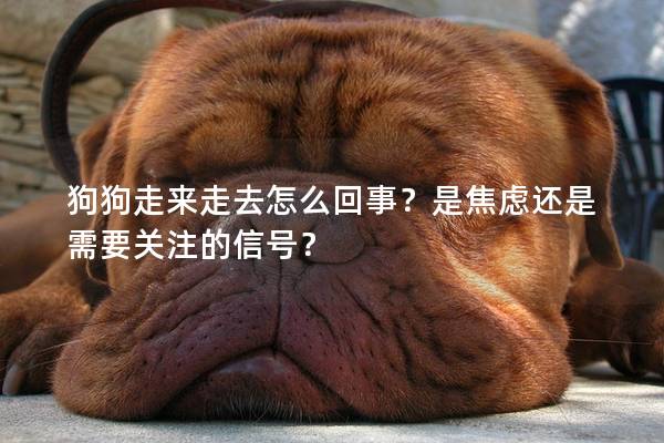 狗狗走來走去怎么回事？是焦慮還是需要關注的信號？