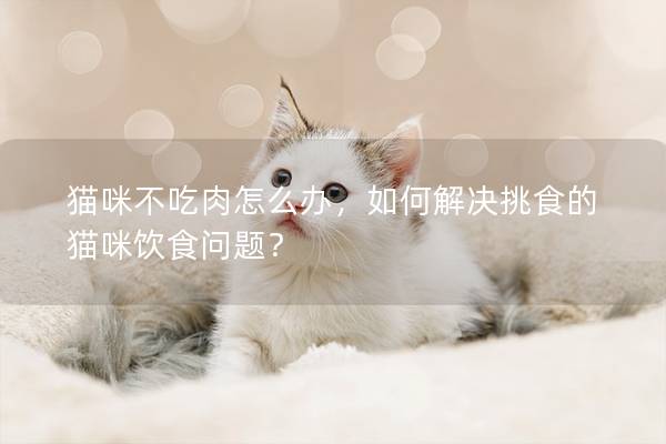 貓咪不吃肉怎么辦，如何解決挑食的貓咪飲食問題？