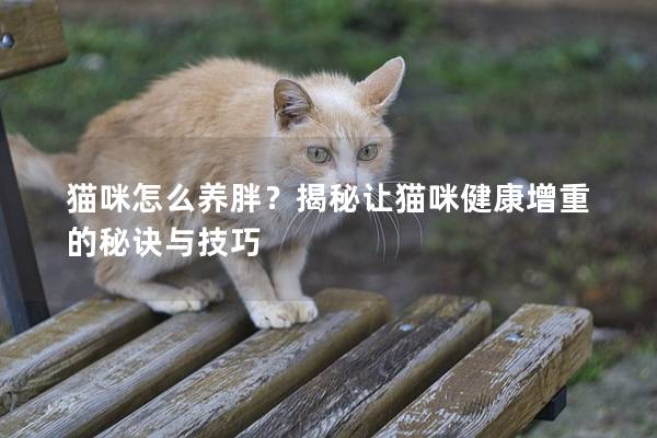 貓咪怎么養胖？揭秘讓貓咪健康增重的秘訣與技巧
