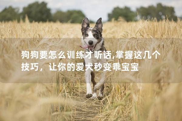 狗狗要怎么訓(xùn)練才聽話,掌握這幾個技巧，讓你的愛犬秒變乖寶寶