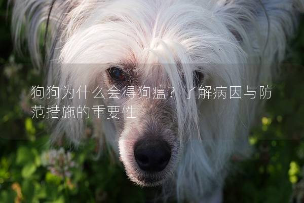 狗狗為什么會得狗瘟？了解病因與防范措施的重要性