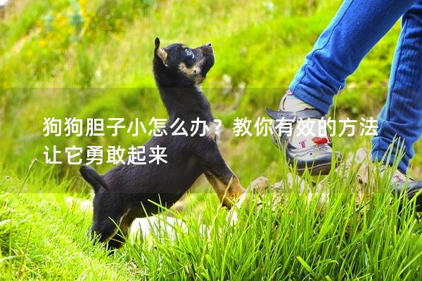狗狗膽子小怎么辦?教你有效的方法讓它勇敢起來 狗狗膽子小怎么辦?教你有效的方法讓它勇敢起來
