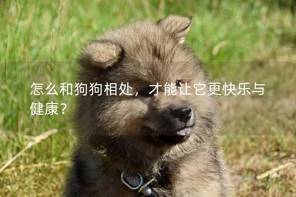 怎么和狗狗相處，才能讓它更快樂與健康？