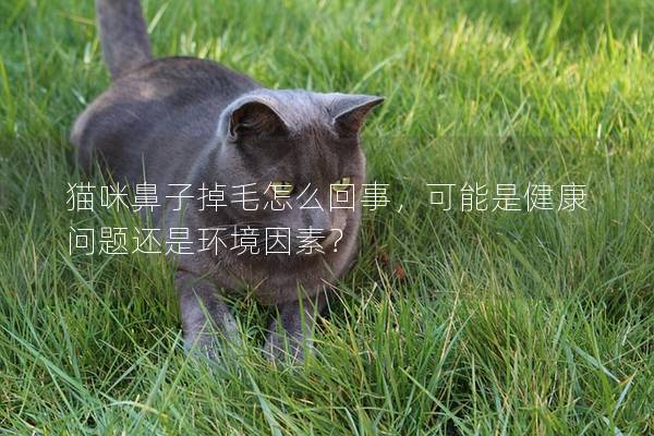 貓咪鼻子掉毛怎么回事，可能是健康問(wèn)題還是環(huán)境因素？