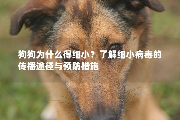 狗狗為什么得細小？了解細小病毒的傳播途徑與預防措施