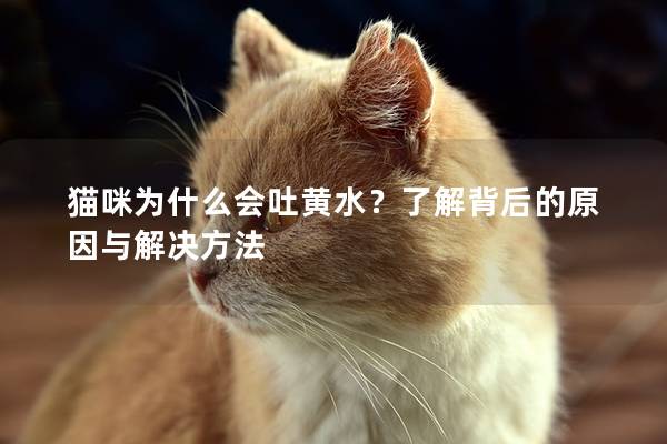 貓咪為什么會(huì)吐黃水？了解背后的原因與解決方法