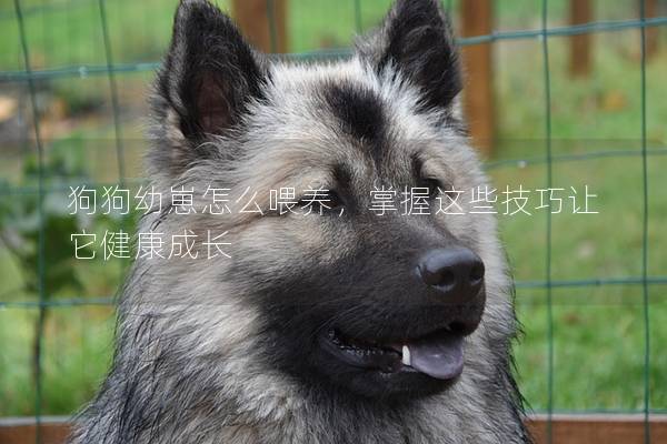 狗狗幼崽怎么喂養，掌握這些技巧讓它健康成長