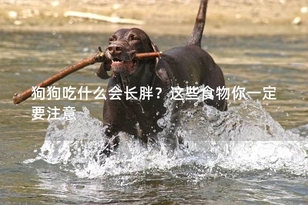 狗狗吃什么會長胖？這些食物你一定要注意