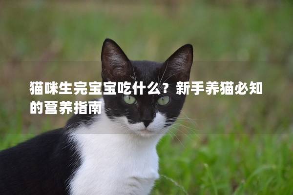 貓咪生完寶寶吃什么?新手養貓必知的營養指南 貓咪生完寶寶吃什么?新手養貓必知的營養指南