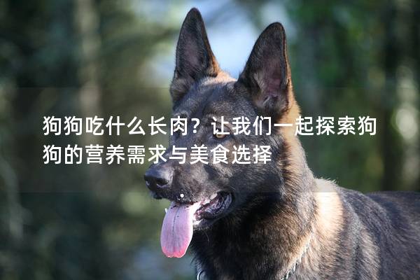 狗狗吃什么長肉？讓我們一起探索狗狗的營養需求與美食選擇