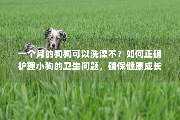 一個(gè)月的狗狗可以洗澡不？如何正確護(hù)理小狗的衛(wèi)生問(wèn)題，確保健康成長(zhǎng)