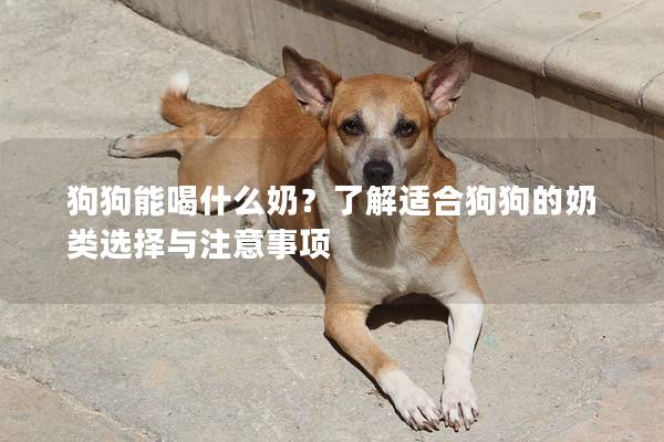 狗狗能喝什么奶?了解適合狗狗的奶類選擇與注意事項 狗狗能喝什么奶?了解適合狗狗的奶類選擇與注意事項