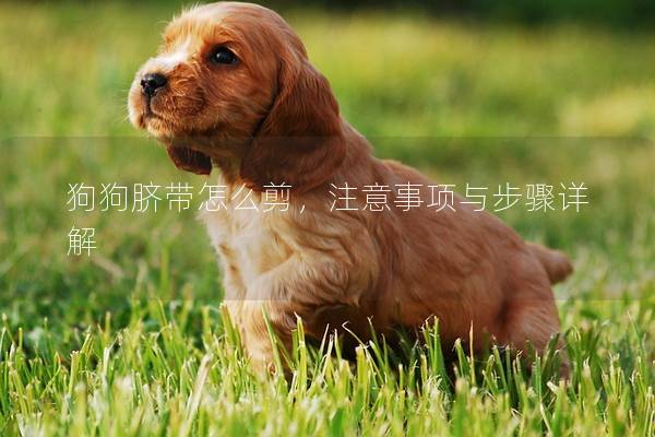 狗狗臍帶怎么剪，注意事項(xiàng)與步驟詳解