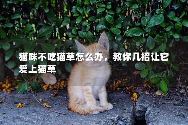 貓咪不吃貓草怎么辦，教你幾招讓它愛上貓草
