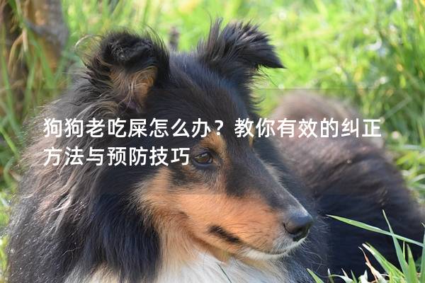 狗狗老吃屎怎么辦？教你有效的糾正方法與預(yù)防技巧