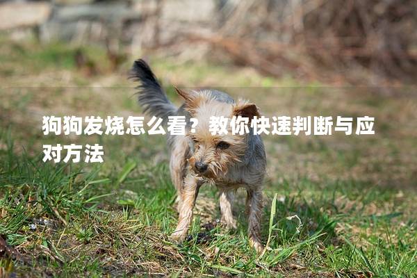 狗狗發燒怎么看？教你快速判斷與應對方法