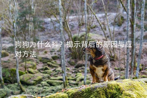 狗狗為什么抖？揭示背后的原因與應(yīng)對方法