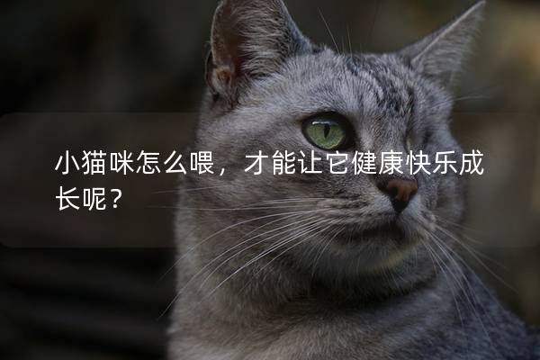 小貓咪怎么喂，才能讓它健康快樂成長呢？