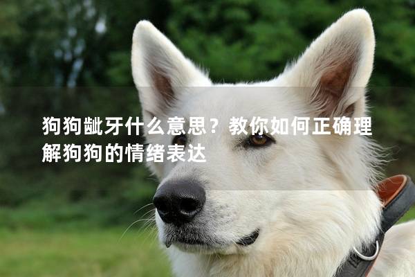 狗狗齜牙什么意思？教你如何正確理解狗狗的情緒表達