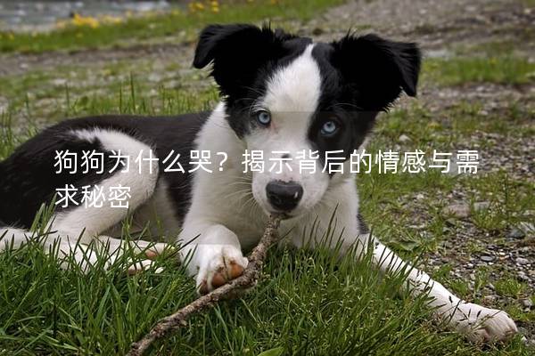 狗狗為什么哭？揭示背后的情感與需求秘密