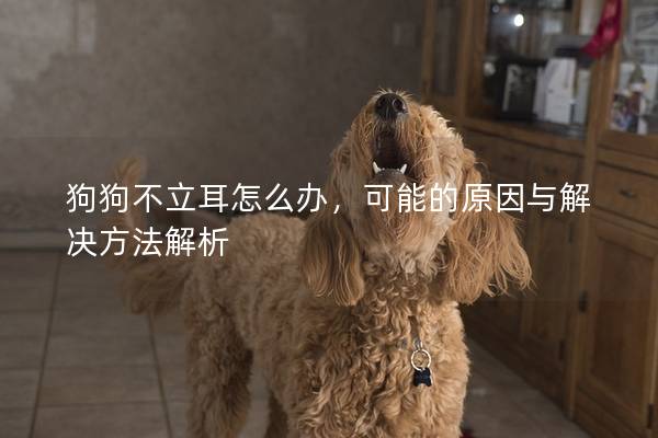 狗狗不立耳怎么辦,可能的原因與解決方法解析 狗狗不立耳怎么辦,可能的原因與解決方法解析