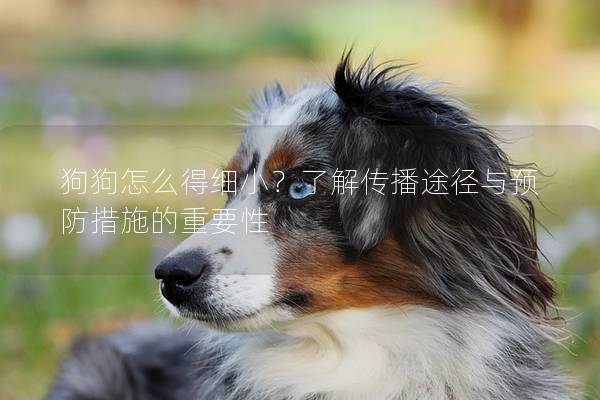 狗狗怎么得細小？了解傳播途徑與預(yù)防措施的重要性