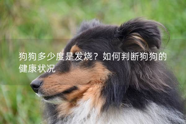狗狗多少度是發燒？如何判斷狗狗的健康狀況