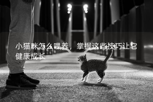 小貓咪怎么喂養，掌握這些技巧讓它健康成長