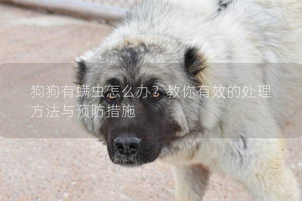 狗狗有螨蟲怎么辦？教你有效的處理方法與預防措施