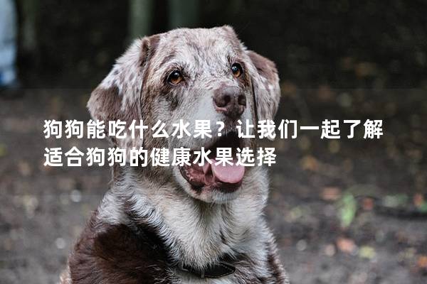 狗狗能吃什么水果？讓我們一起了解適合狗狗的健康水果選擇