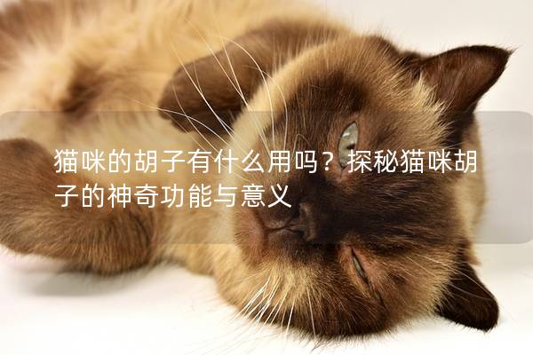 貓咪的胡子有什么用嗎？探秘貓咪胡子的神奇功能與意義