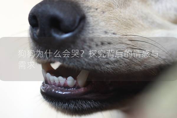 狗狗為什么會哭？探究背后的情感與需求