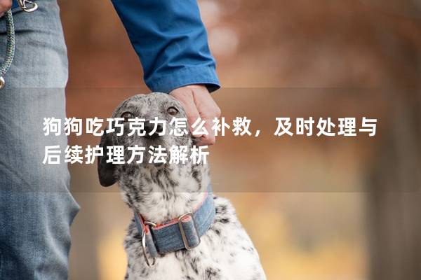 狗狗吃巧克力怎么補救，及時處理與后續護理方法解析