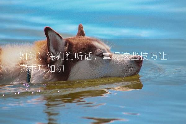 如何訓練狗狗聽話，掌握這些技巧讓它乖巧如初
