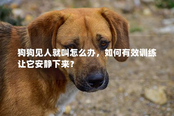 狗狗見(jiàn)人就叫怎么辦，如何有效訓(xùn)練讓它安靜下來(lái)？