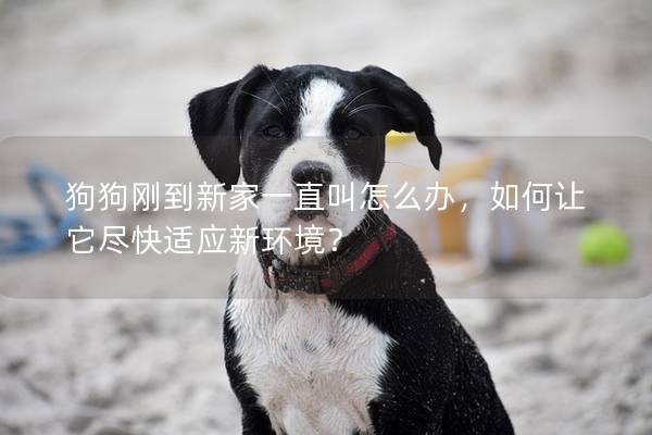 狗狗剛到新家一直叫怎么辦，如何讓它盡快適應新環(huán)境？