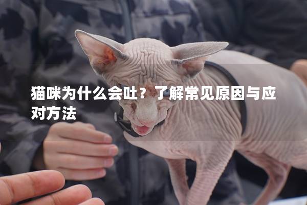 貓咪為什么會吐？了解常見原因與應對方法