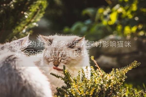 貓咪的壽命是多少年？探討影響貓咪壽命的因素與護理技巧