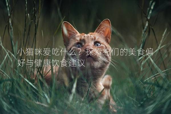 小貓咪愛(ài)吃什么？探索它們的美食偏好與健康飲食建議