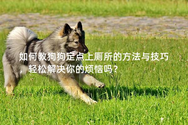 如何教狗狗定點(diǎn)上廁所的方法與技巧，輕松解決你的煩惱嗎？