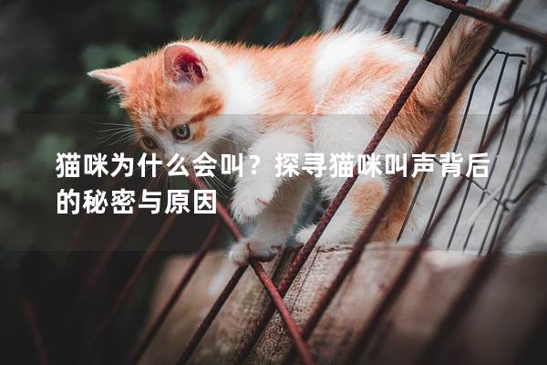 貓咪為什么會叫？探尋貓咪叫聲背后的秘密與原因