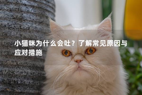 小貓咪為什么會(huì)吐？了解常見(jiàn)原因與應(yīng)對(duì)措施