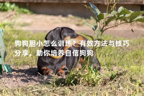 狗狗膽小怎么訓練?有效方法與技巧分享,助你培養自信狗狗 狗狗膽小怎么訓練?有效方法與技巧分享,助你培養自信狗狗