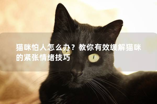 貓咪怕人怎么辦？教你有效緩解貓咪的緊張情緒技巧
