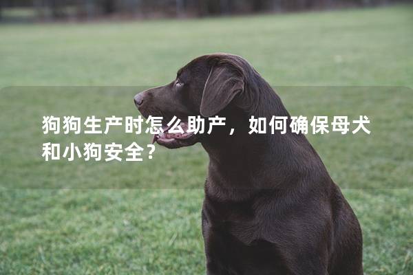 狗狗生產(chǎn)時怎么助產(chǎn)，如何確保母犬和小狗安全？