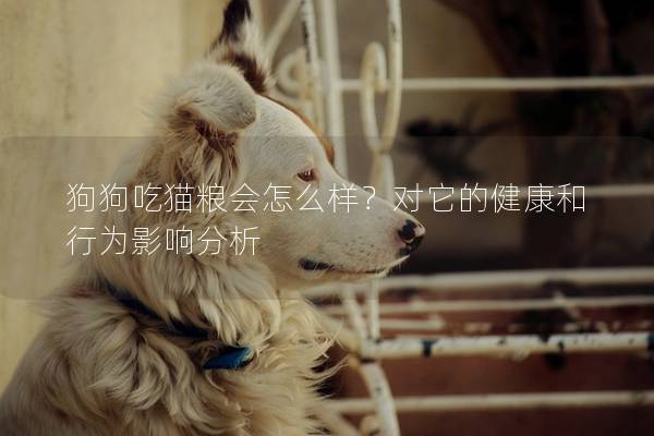 狗狗吃貓糧會怎么樣？對它的健康和行為影響分析