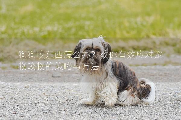 狗狗咬東西怎么辦？教你有效應(yīng)對寵物咬物的策略與方法